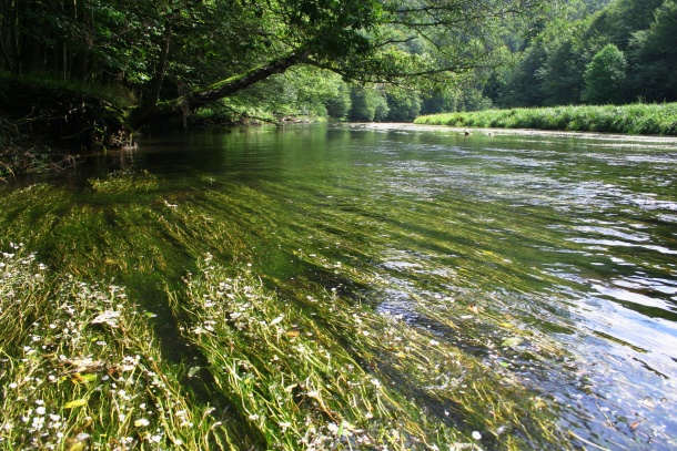 Kvetoucí řeka Dyji v kaňonu NP Podyjí