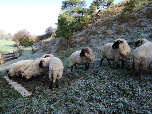 stádo ovcí na lokalitě