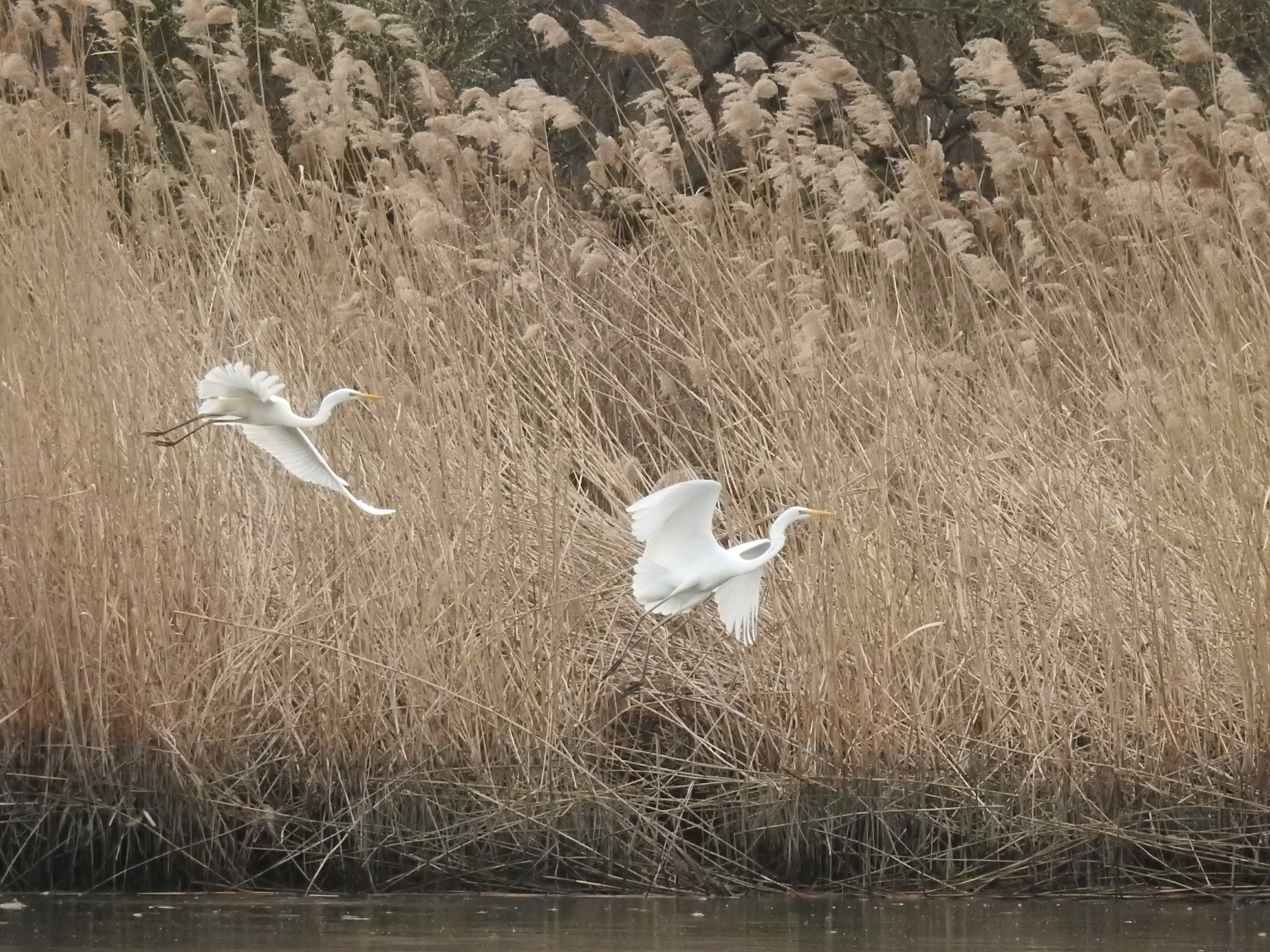 Volavky bílé na Mutěnických rybnících
