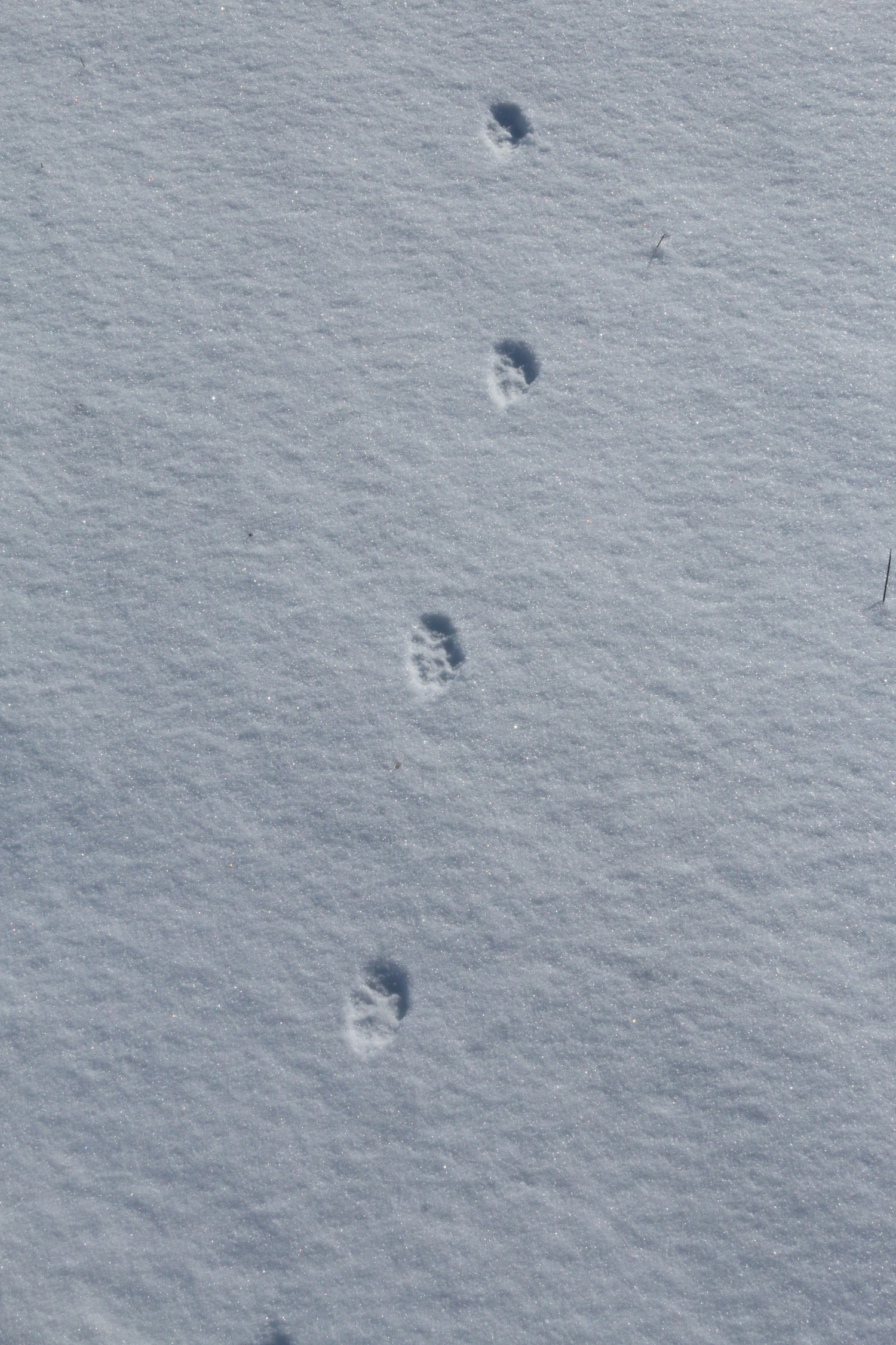 stopní dráha lišky - liška takzvaně čáruje, stopy pěkně v lajně
stopa je čtyřprstá oválná
