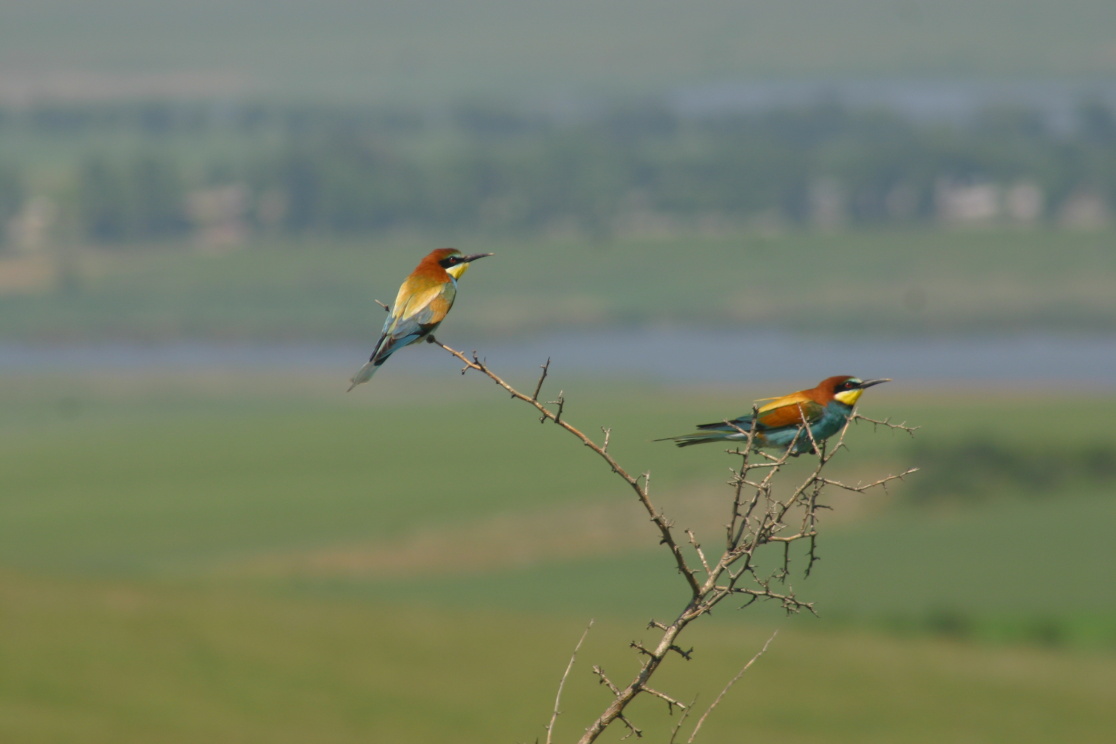 Vlha pestrá je typickým ptákem pastvin Dobrudži
