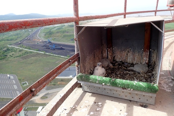Sokolí mláďata v hnízdní budce na komíně