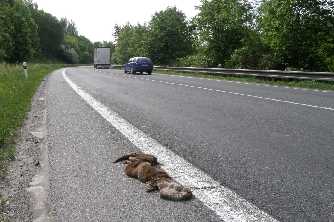 Nejčastěji jsou uhynulé vydry nacházeny na silnicích. Zvyšující se provoz na silnicích je problém pro dlouhodobé přežití vyder u nás.
