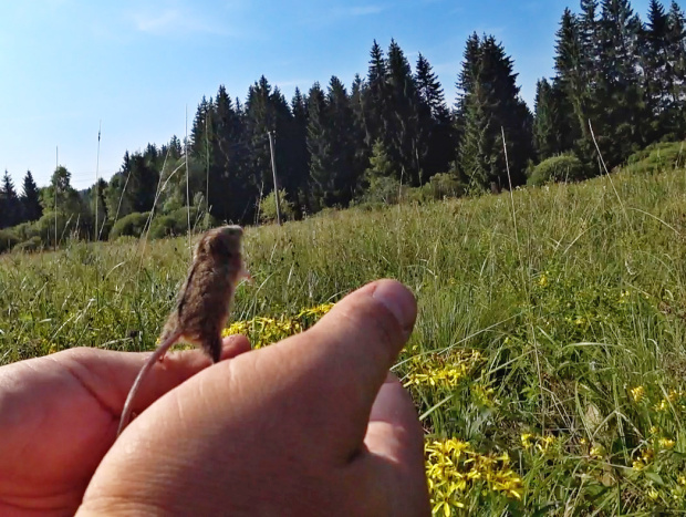 vypuštění chycené myšivky v Novohradských horách
